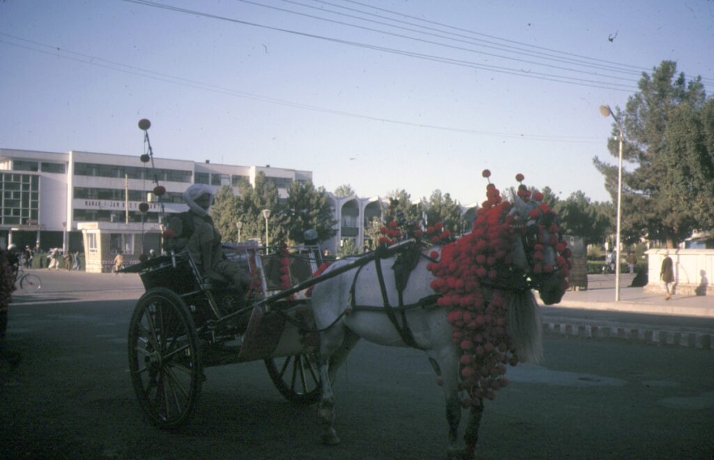 126 Herat horse taxi