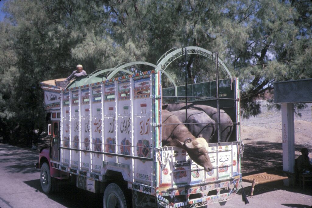 137 Khyber truck