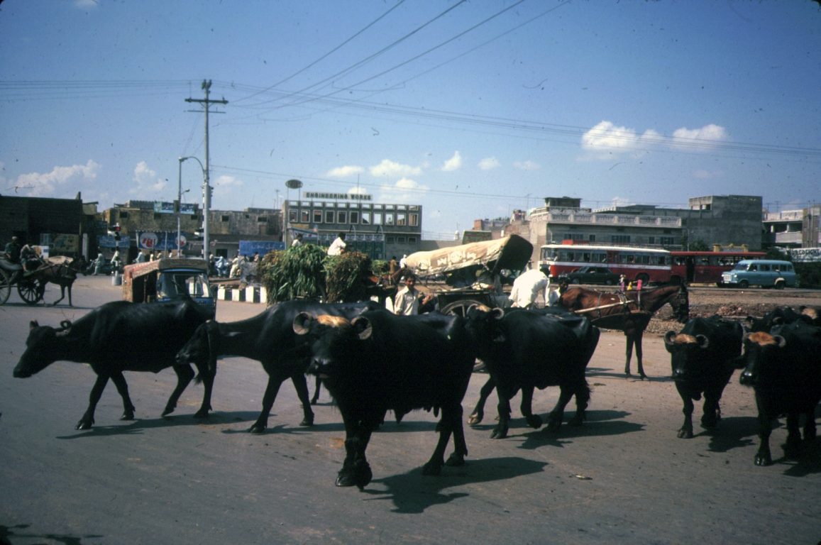 139 Lahore Cattle traffic jam