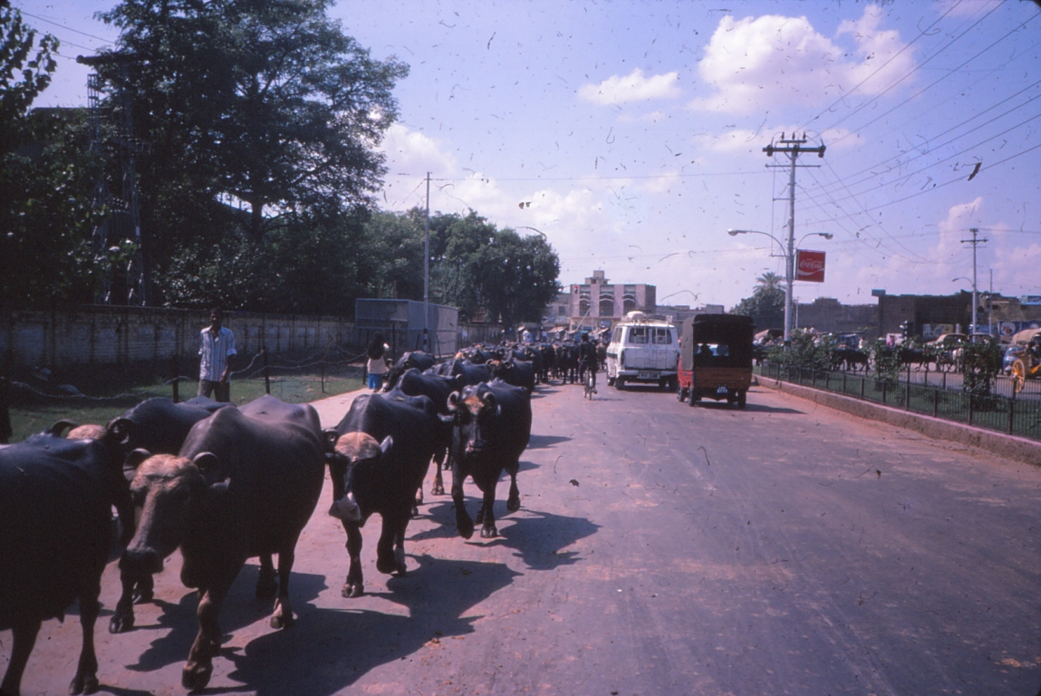 139a Lahore Cattle traffic convoy