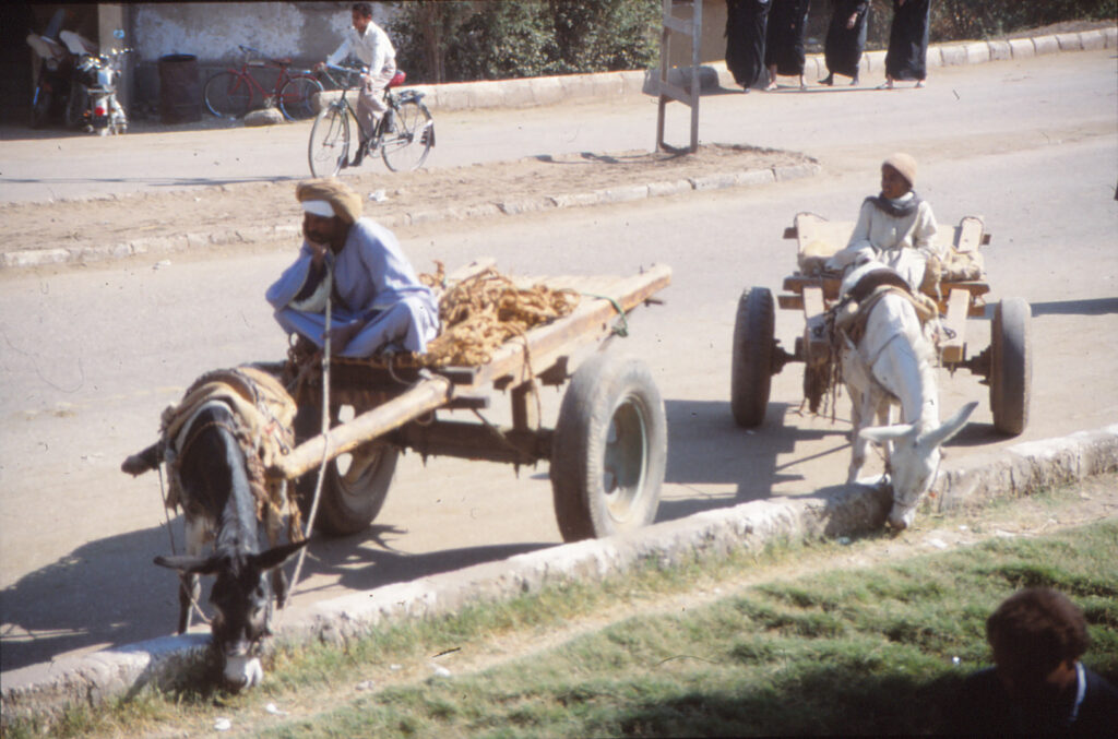 Donkey Carts Refuelling By Eating The Roadside Grass
