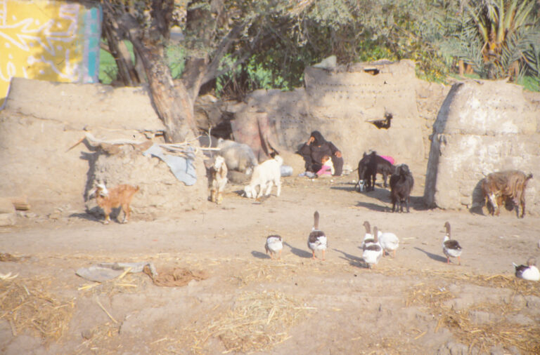 Village Rural Life With Geese Goats And Kid