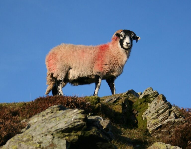 Sheep blue sky skyline cropped 2